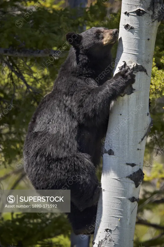 Black Bear (Ursus americanus) sow climbing a tree, Yellowstone National Park, Wyoming, United States of America, North America