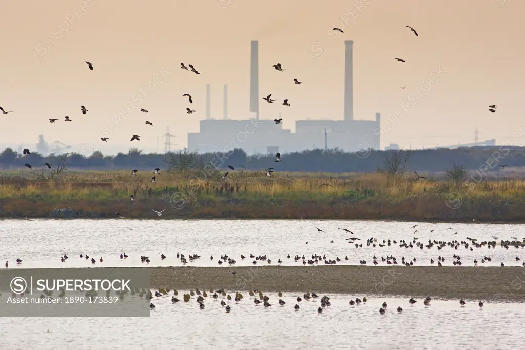 Migratory Lapwings and waders at Thames Estuary. It is feared that Avian Flu (Bird Flu) could be brought to Britain from Europe by migrating birds.