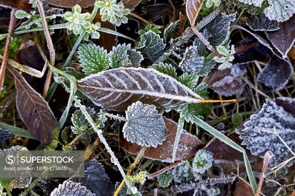 Hoar frost covered autumn leaves, Oxfordshire, UK