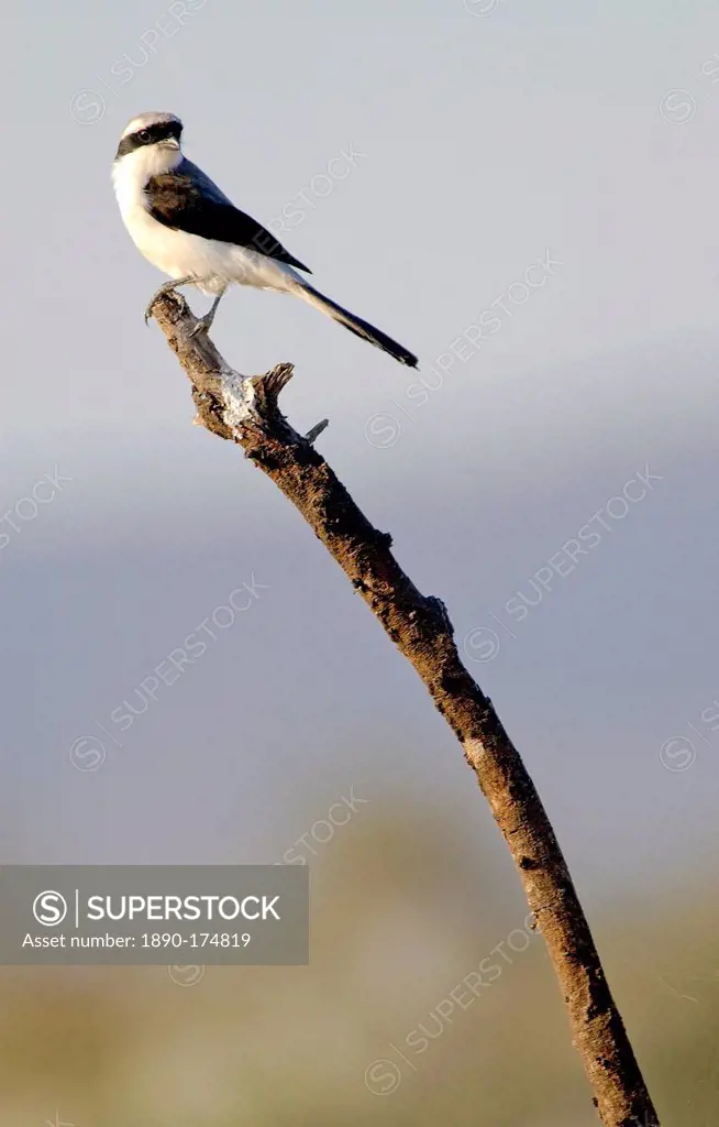 Gray-backed Fiscal (shrike), Grumet, Tanzania, East Africa