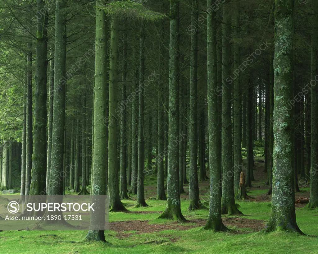 Bellever Forest, Dartmoor, Devon, England, United Kingdom, Europe