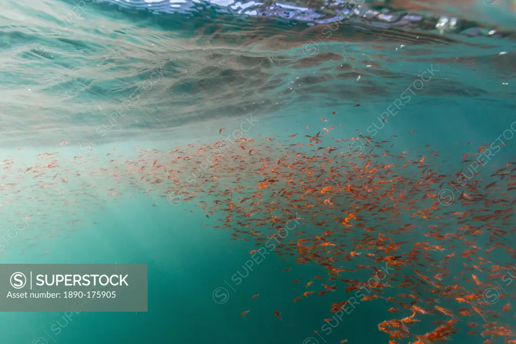 Dense swarms of juvenile squat lobster (Munida gregaria) off Akaroa, South Island, New Zealand, Pacific