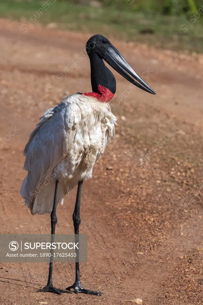 Jabiru stork (Jabiru mycteria), Pantanal, Mato Grosso do Sul, Brazil, South America