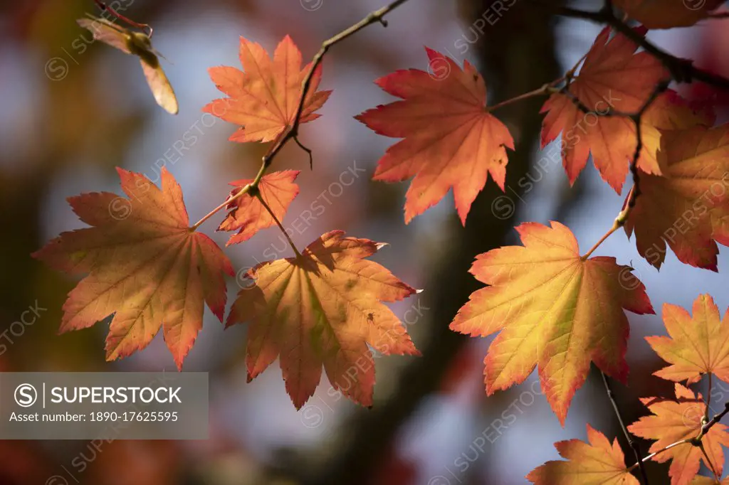 Backlit maple tree leaves in autumnal shades, England, United Kingdom, Europe