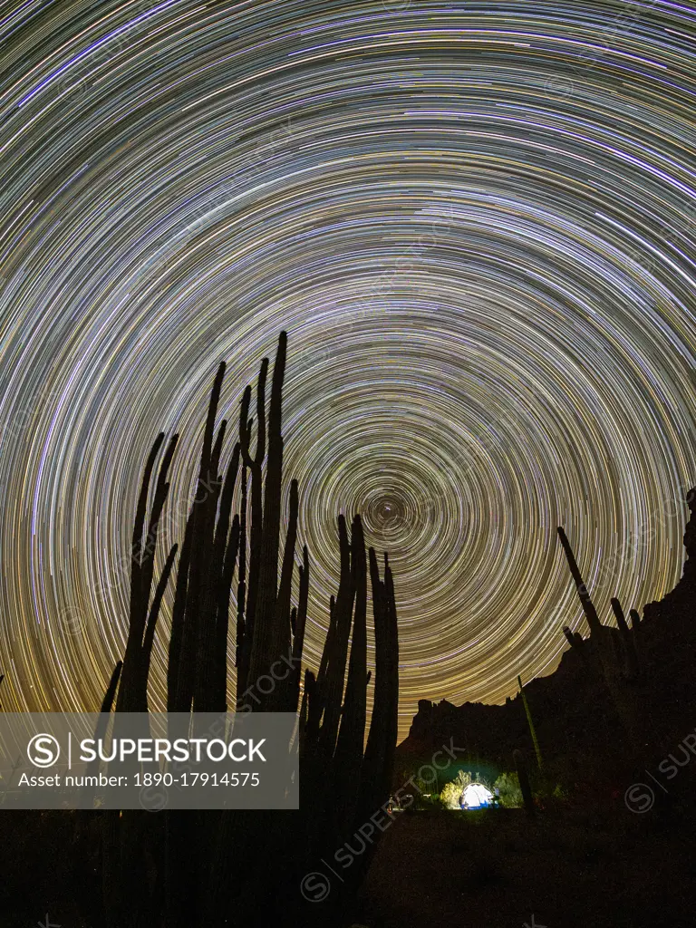 Organ pipe cactus (Stenocereus thurberi) at night, Organ Pipe Cactus National Monument, Sonoran Desert, Arizona, United States of America, North America