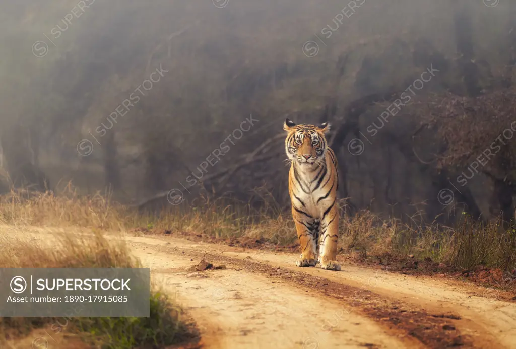 Royal Bengal Tiger at Ranthambore National Park, Rajasthan, India, Asia