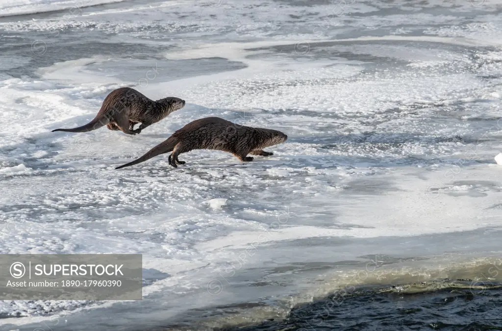 Two river otters (Lontra canadensis), running on snow and ice, Yellowstone National Park, UNESCO World Heritage Site, Wyoming, United States of America, North America