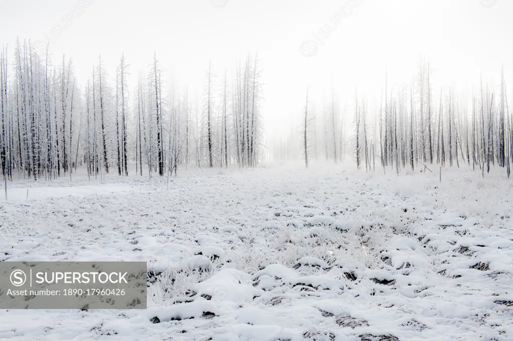 Snowscape with trees in the fog, Yellowstone National Park, UNESCO World Heritage Site, Wyoming, United States of America, North America