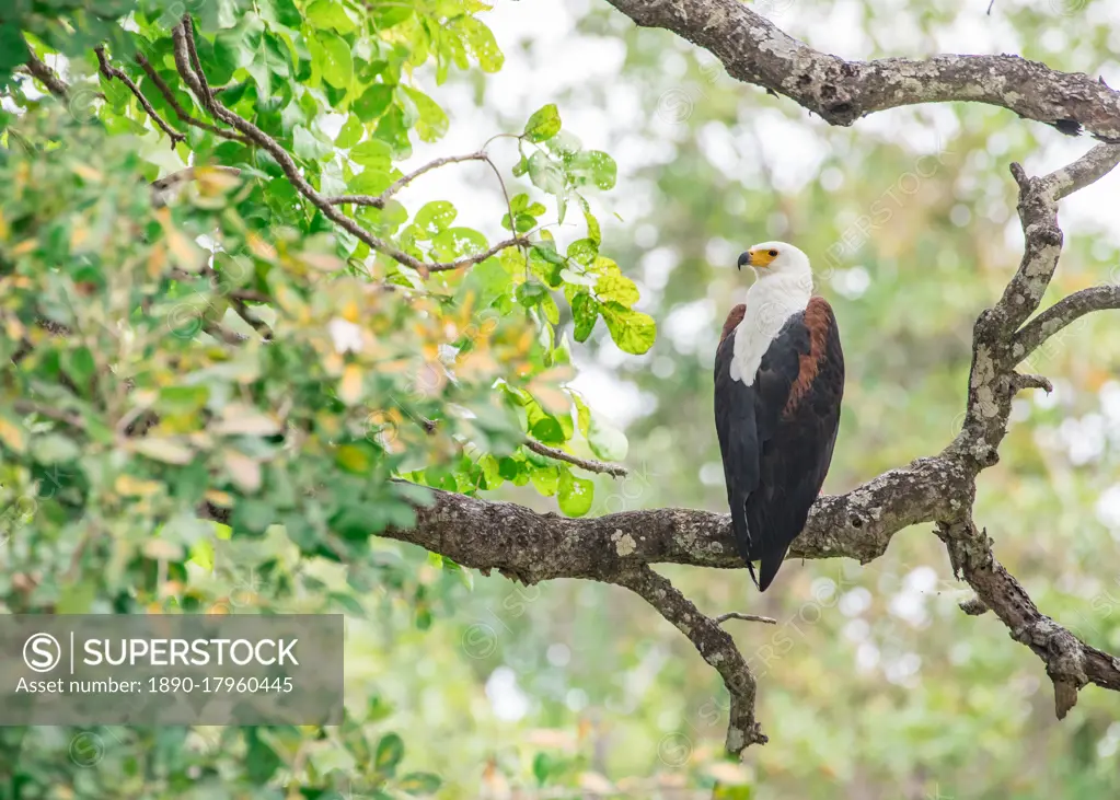 African fish eagle (Haliaeetus vocifer), framed by branches, South Luangwa National Park, Zambia, Africa