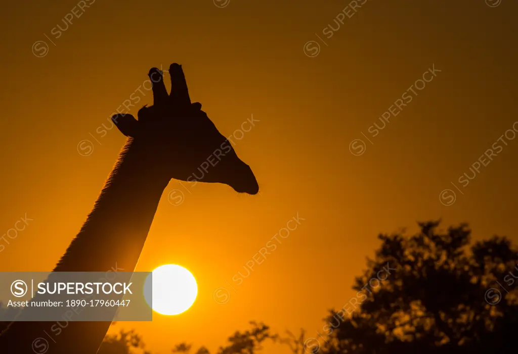 Silhouette of giraffe (Giraffa), with setting sun, South Luangwa National Park, Zambia, Africa