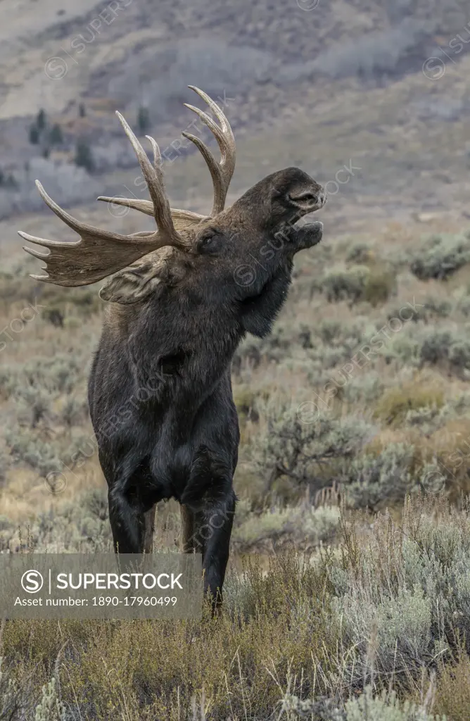 Bull moose (Alces alces), close up with open mouth, Grand Teton National Park, Wyoming, United States of America, North America