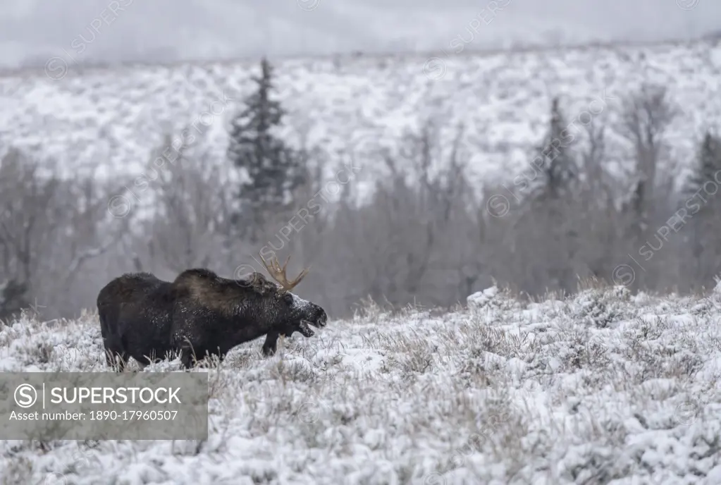 Bull moose (Alces alces), in the snow with open mouth, Grand Teton National Park, Wyoming, United States of America, North America