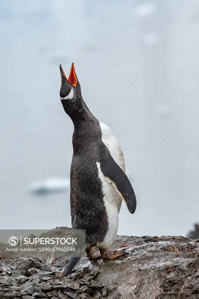 Gentoo peguin vocalizing, Antarctica, Polar Regions