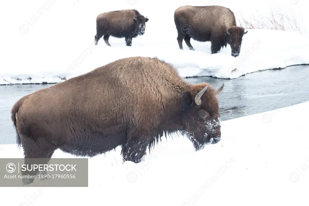 American bison (Bison Bison) in the snow on a river bank, Yellowstone National Park, UNESCO World Heritage Site, Wyoming, United States of America, North America