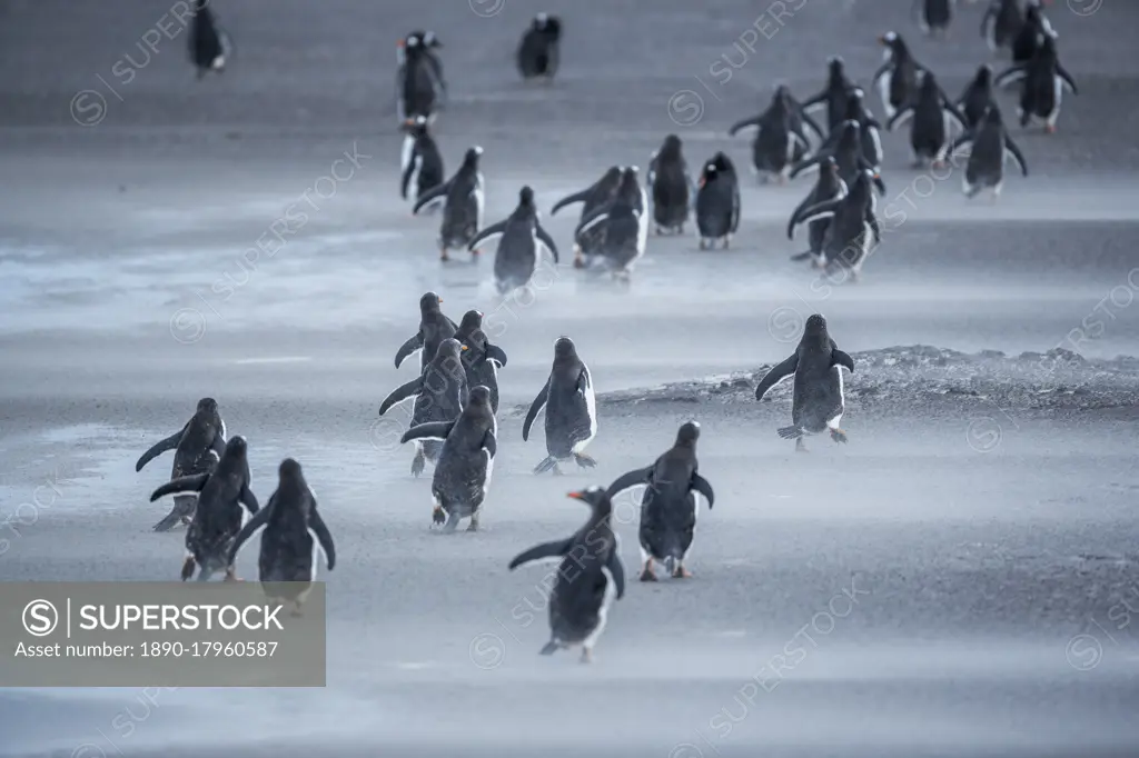 Gentoo Penguins (Pygocelis papua papua) walking, Sea Lion Island, Falkland Islands, South America