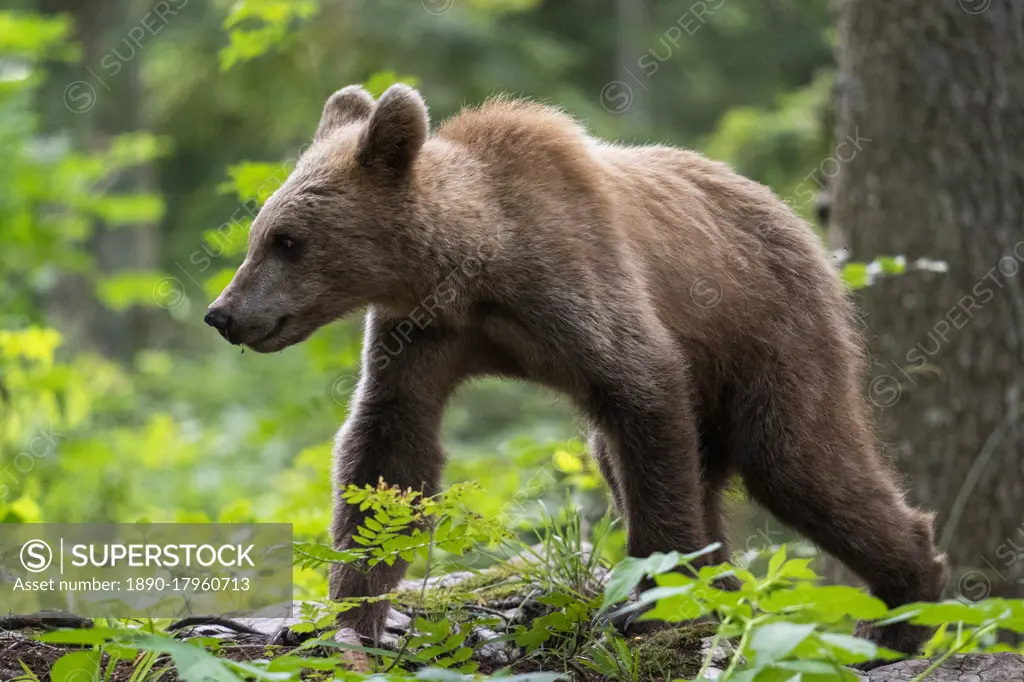 European brown bear (Ursus arctos), Notranjska forest, Slovenia, Europe