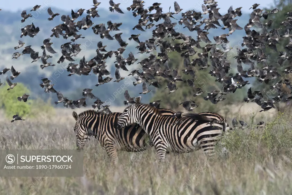 Barn swallows (Hirundo rustica), flying over two plains zebras (Equus quagga), Tsavo, Kenya, East Africa, Africa