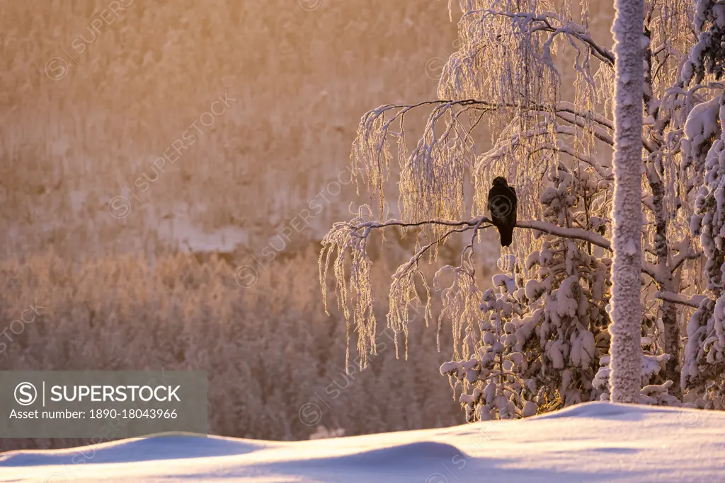 Golden eagle (Aquila chrysaetos) in snow covered tree at sunset, Kuusamo, Finland, Europe