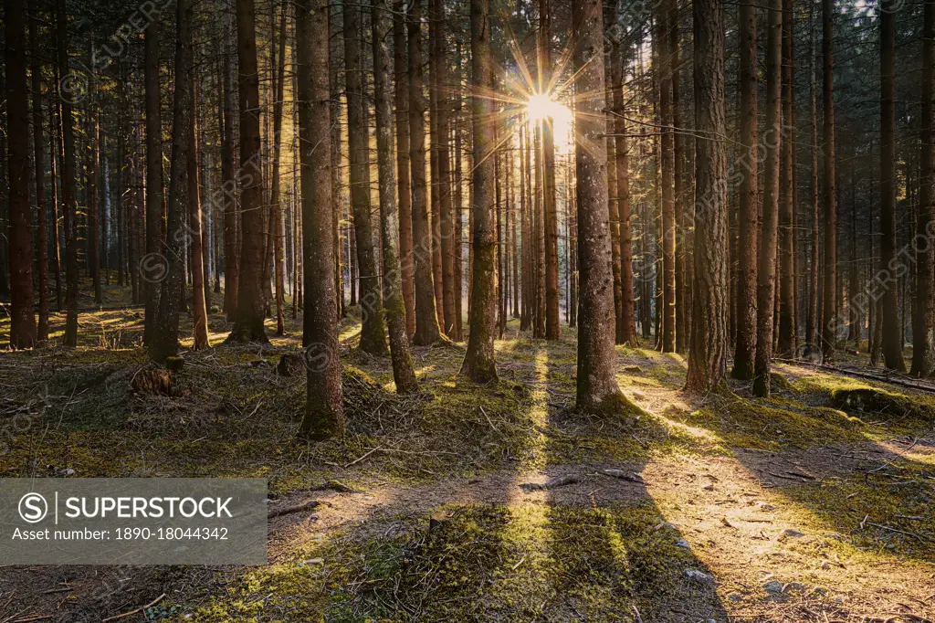 Larch wood and sun star between tree trunks, Trentino-Alto Adige, Italy, Europe