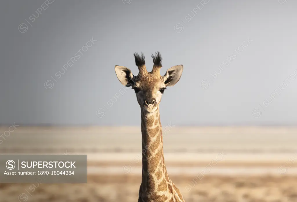 Portrait of a giraffe (Giraffa camelopardalis), Namibia, Africa