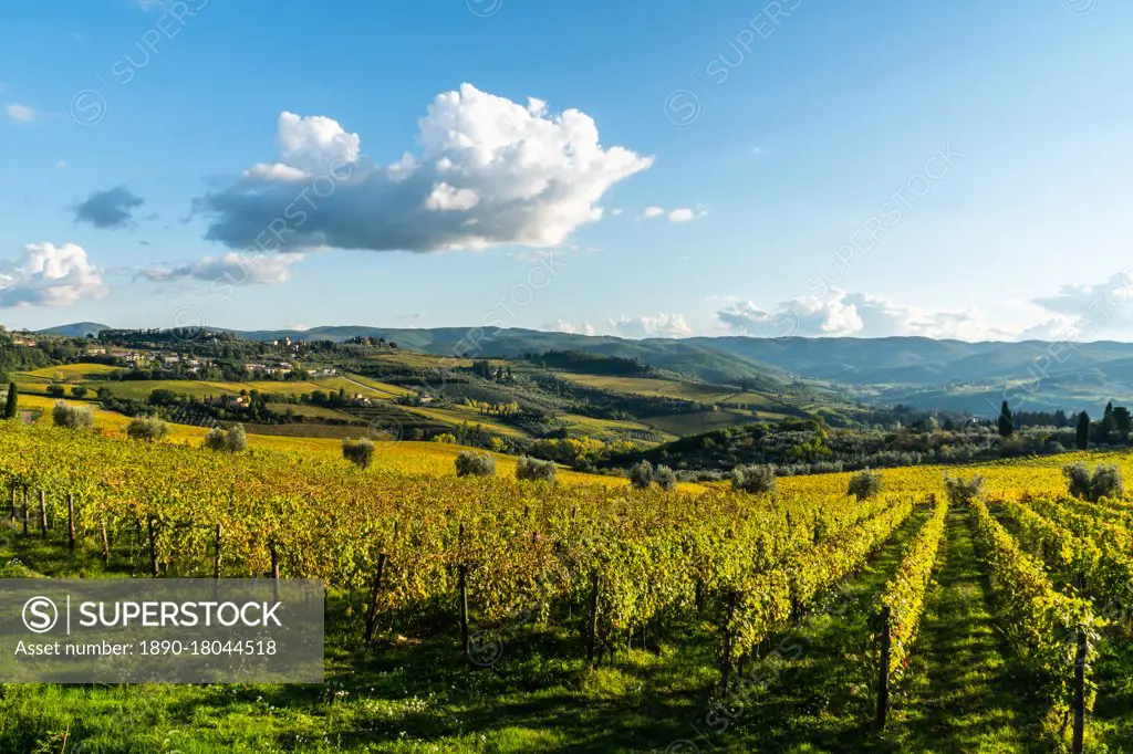 View of valley of Panzano in Chianti, patterned lines of vineyards, cypresses and olive trees with faRightsManagedhouses, Tuscany, Italy, Europe