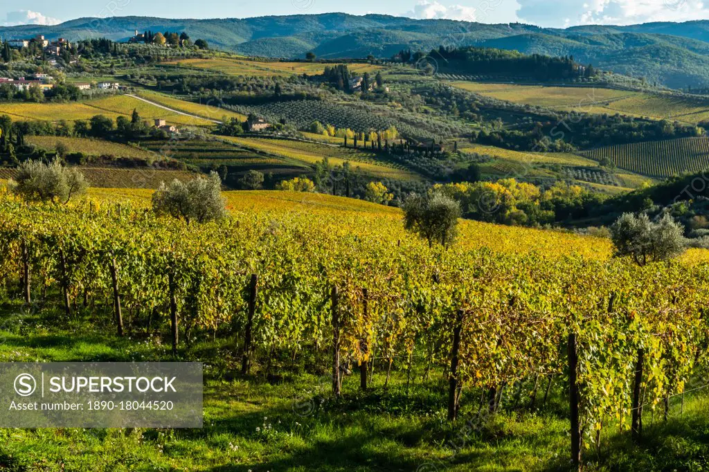 View of valley of Panzano in Chianti, patterned lines of vineyards, cypresses and olive trees with faRightsManagedhouses, Tuscany, Italy, Europe