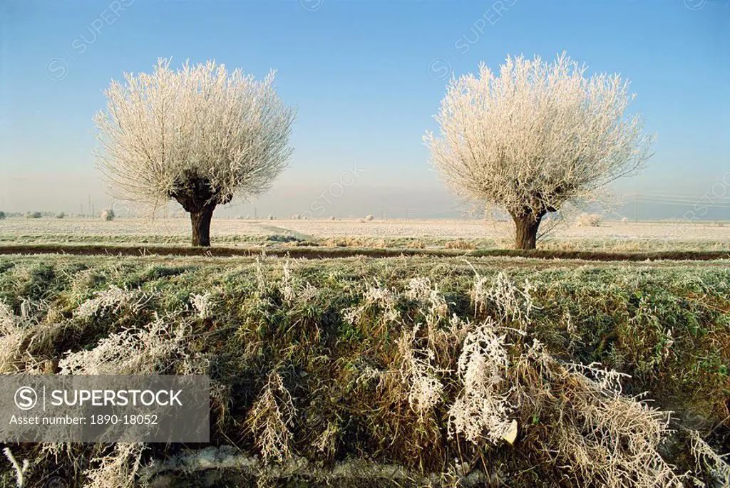 Frost covered trees and landscape, Whittlesy, near Peterborough, Cambridgeshire, England, United Kingdom, Europe