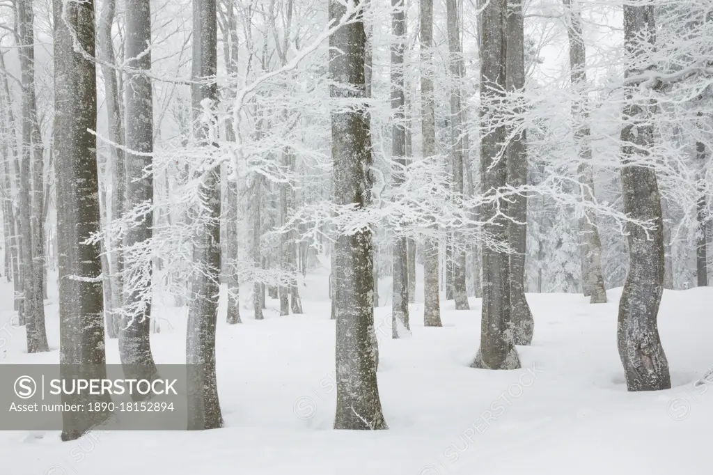 Snow covered beech tree forest in winter, Neuenburg, Switzerland, Europe