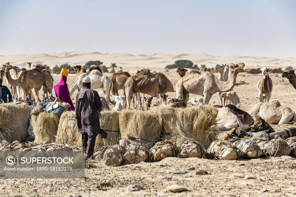 Tuaregs prepare their camels to transport salt through the desert from Bilma, Tenere desert, Niger, West Africa, Africa