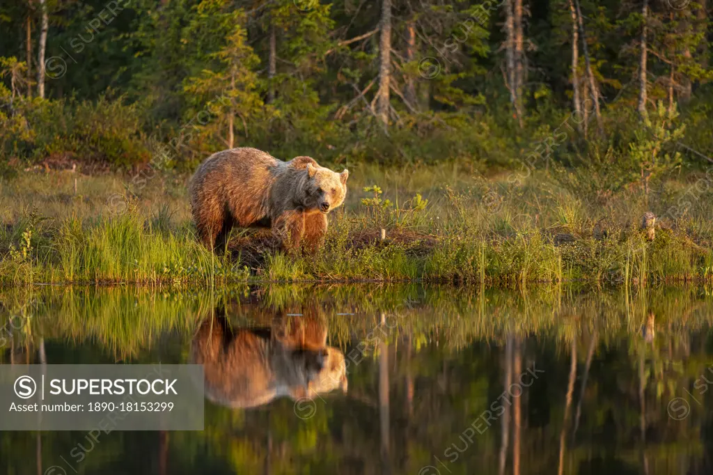 Eurasian brown bear (Ursus arctos arctos) in evening sunlight, reflected in lake, Kuhmo, Finland, Europe