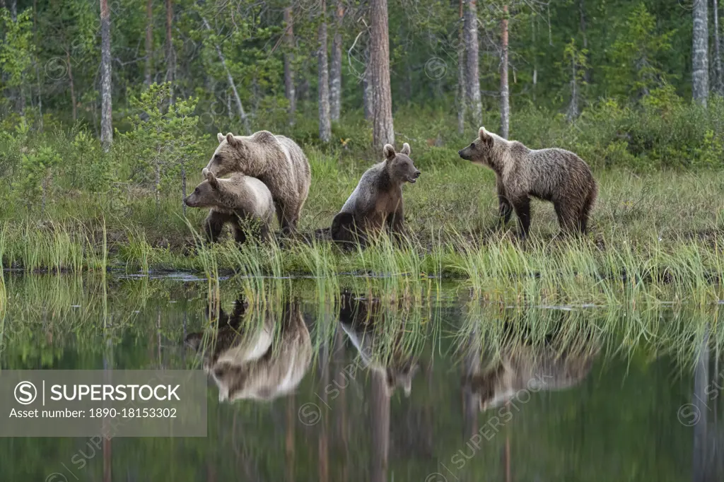 Eurasian brown bear (Ursus arctos arctos) and cubs, Kuhmo, Finland, Europe