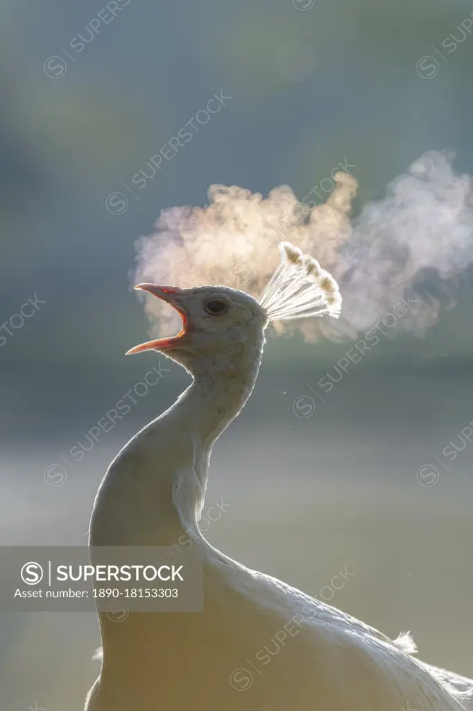 Female peacock (peahen) calling, early morning, Kent, England, United Kingdom, Europe