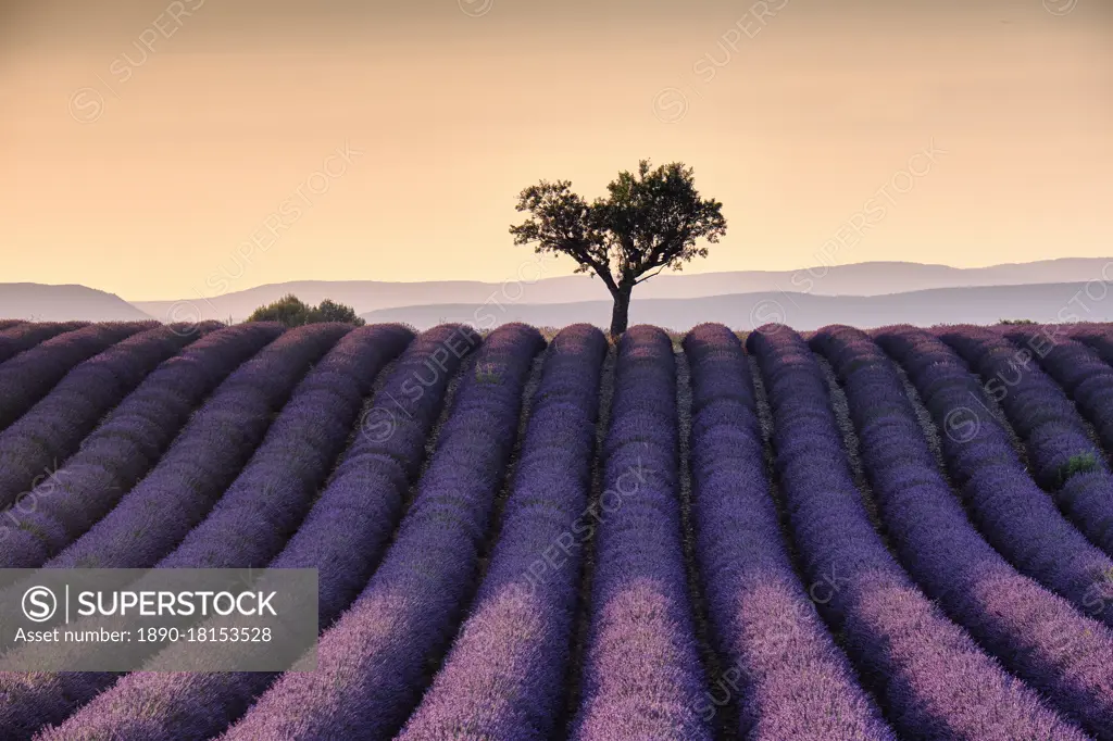 Lonely tree on top of a lavender field at sunset, Valensole, Provence, France, Europe