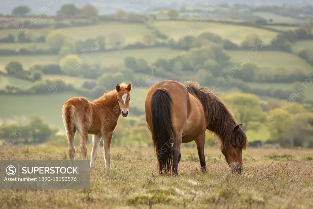 Mother and foal Dartmoor Ponies grazing on the moor, Dartmoor National Park, Devon, England, United Kingdom, Europe