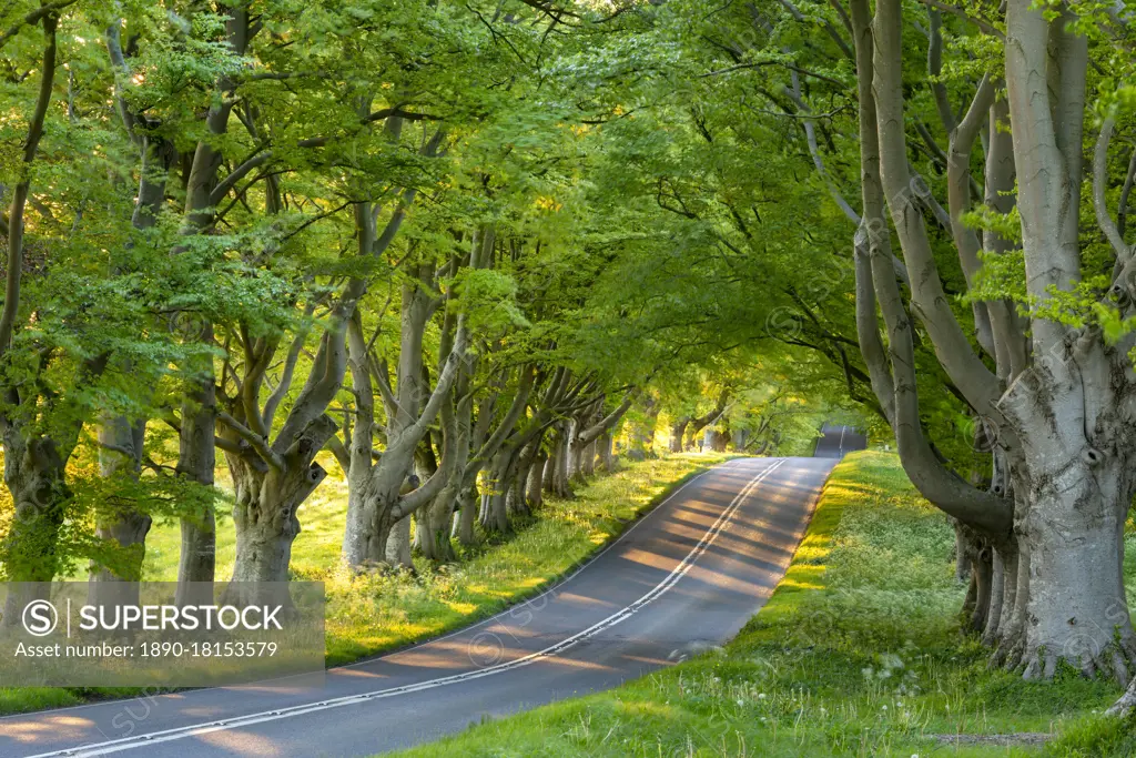 Beech tree avenue and road in morning sunlight in spring, Badbury Rings, Dorset, England, United Kingdom, Europe