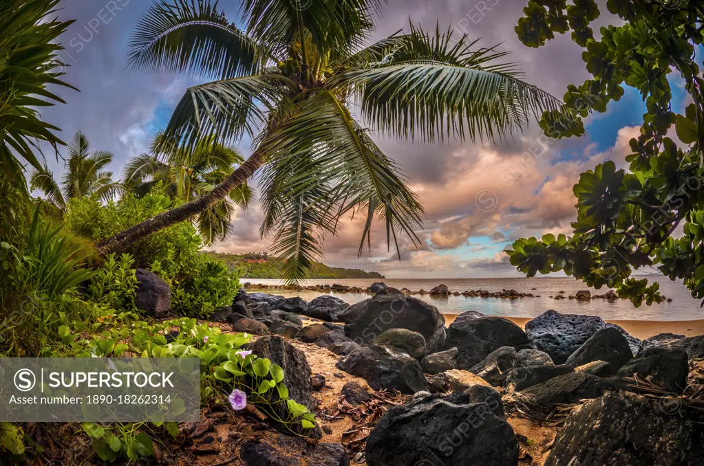 Sunrise under a coconut palm on a calm ocean bay, Kiluea, Hawaii, United States of America, Pacific