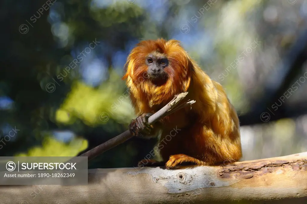 Golden Lion Tamarin (Leontopithecus rosalia), Brazilian Atlantic Coast Forest, Brazil, South America