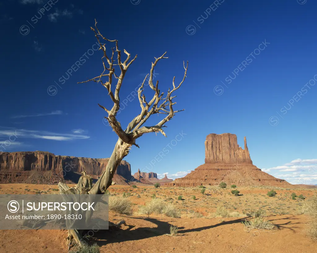 Dead tree in the desert landscape with rock formations and cliffs in the background in Monument Valley, Arizona, United States of America, North Ameri...