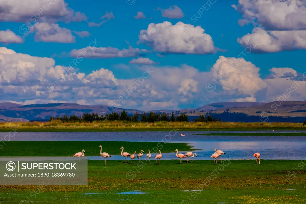 Flamingos grazing by lake, Ayacucho, Peru, South America