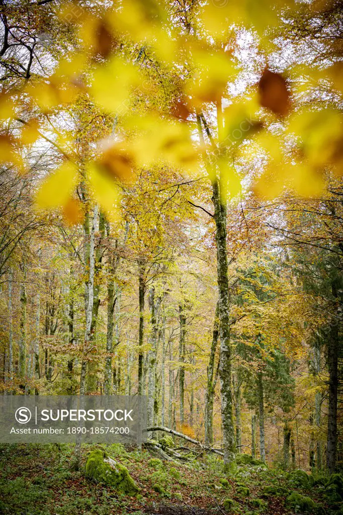 Autumn colors in the lush forest of Cansiglio, Treviso province, Veneto, Italy, Europe