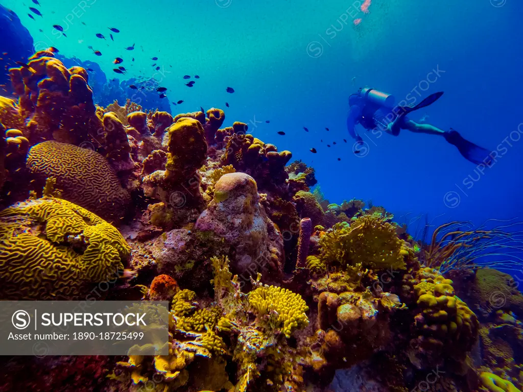 Man scuba diving while exploring the coral reefs of Bonaire, Netherlands Antilles, Caribbean, Central America