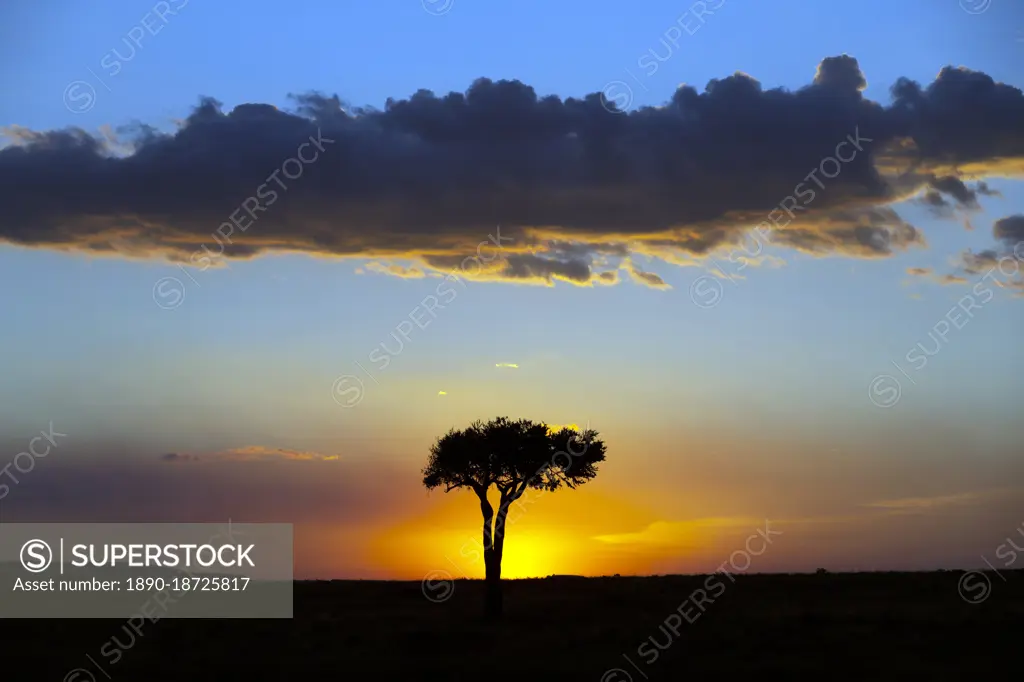 African tree at sunset, Masai Mara National Reserve, Kenya, East Africa, Africa