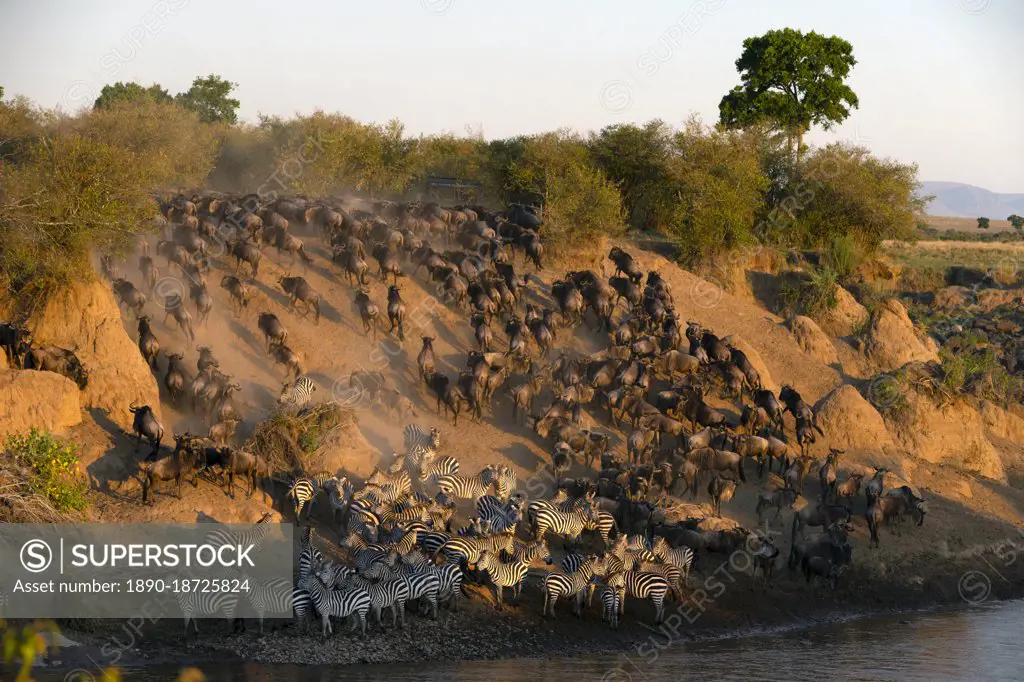 Migratory blue wildebeest (Connochaetes taurinus) crossing the Mara River, Masai Mara National Reserve, Kenya, East Africa, Africa