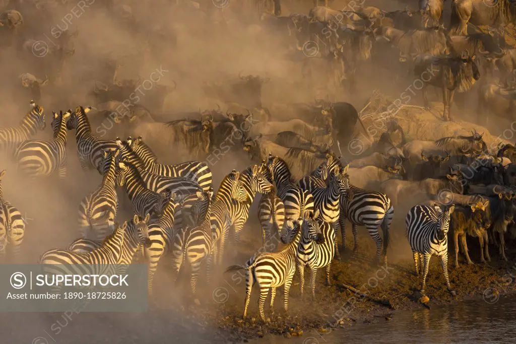 Migratory blue wildebeest (Connochaetes taurinus) crossing the Mara River, Masai Mara National Reserve, Kenya, East Africa, Africa