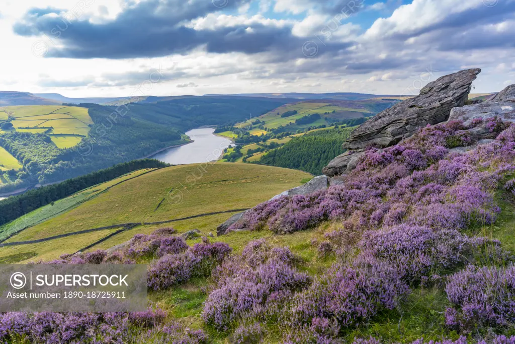 View of Ladybower Reservoir and flowering purple heather on Derwent Edge, Peak District National Park, Derbyshire, England, United Kingdom, Europe