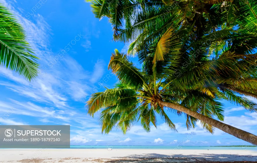 Coconut palms, Scout Park Beach, Cocos (Keeling) Islands, Indian Ocean, Asia