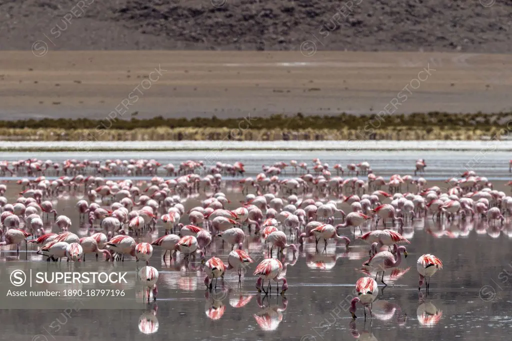 Flamingos gathered in the hundreds to feed, Eduardo Avaroa Andean Fauna National Reserve, Bolivia, South America