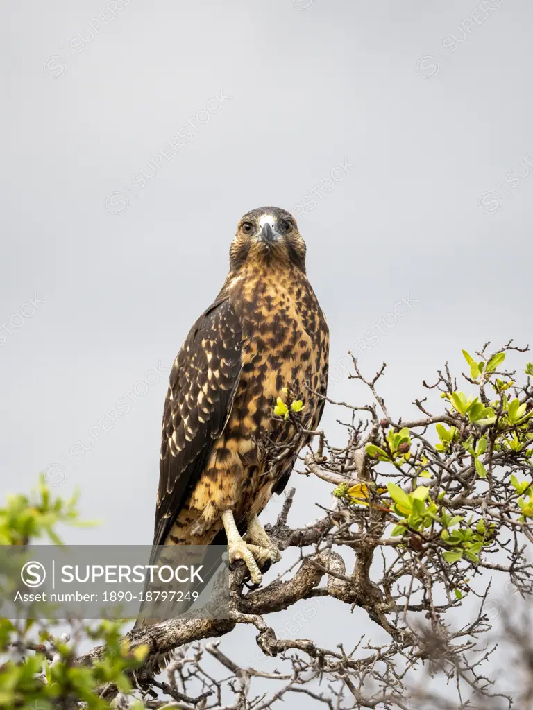 A juvenile Galapagos hawk (Buteo galapagoensis), Rabida Island, Galapagos, Ecuador, South America