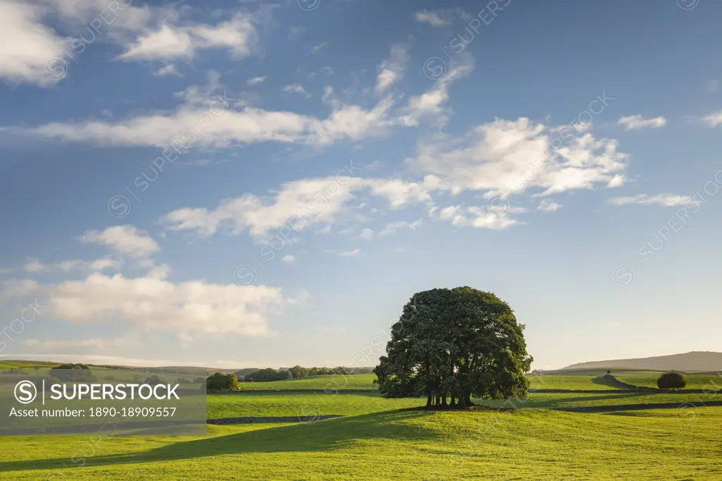 Small copse of trees near the village of Airton in the Yorkshire Dales National Park, North Yorkshire, England, United Kingdom, Europe