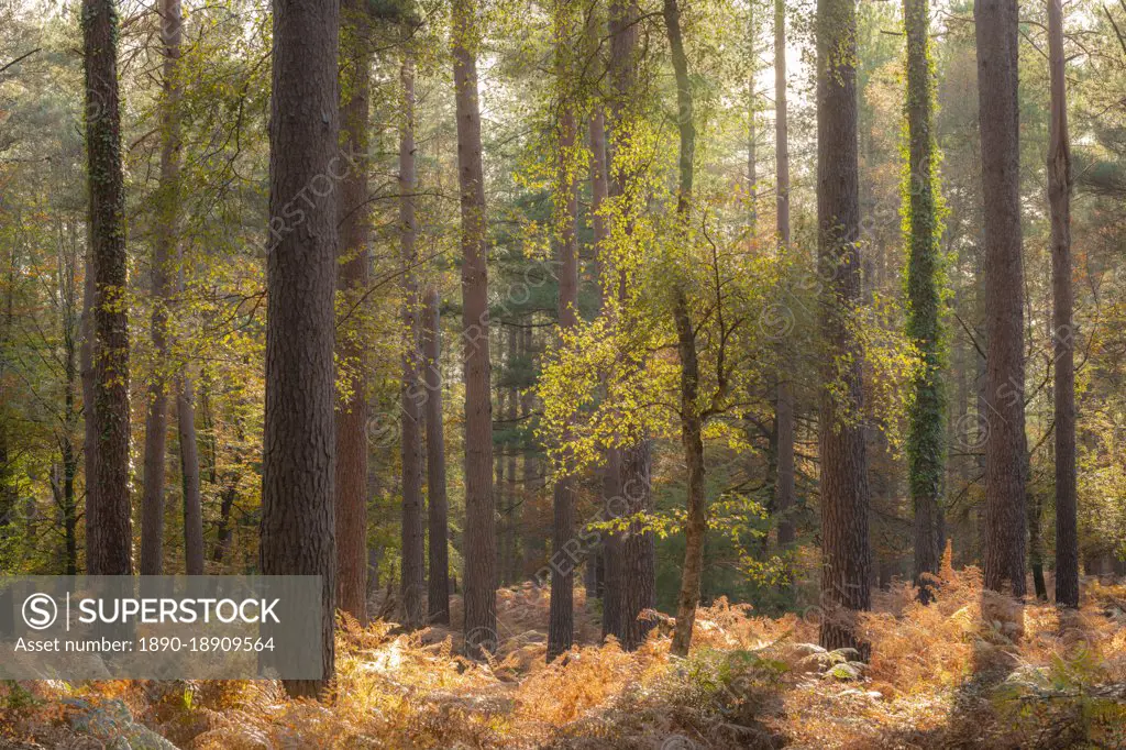 Sunny autumn woodland scene, New Forest, Hampshire, England, United Kingdom, Europe